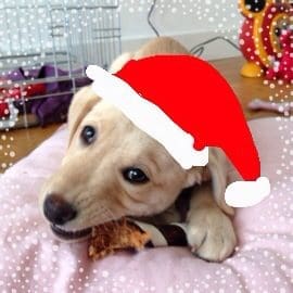 kerstfoto