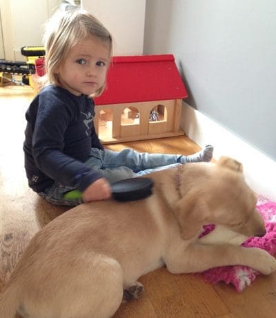 kind-borstelt-hond