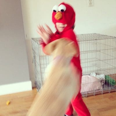 lily-elmo