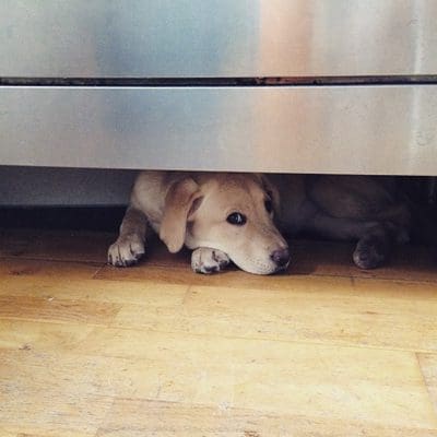 lily-oven