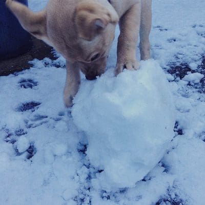 lily-sneeuw