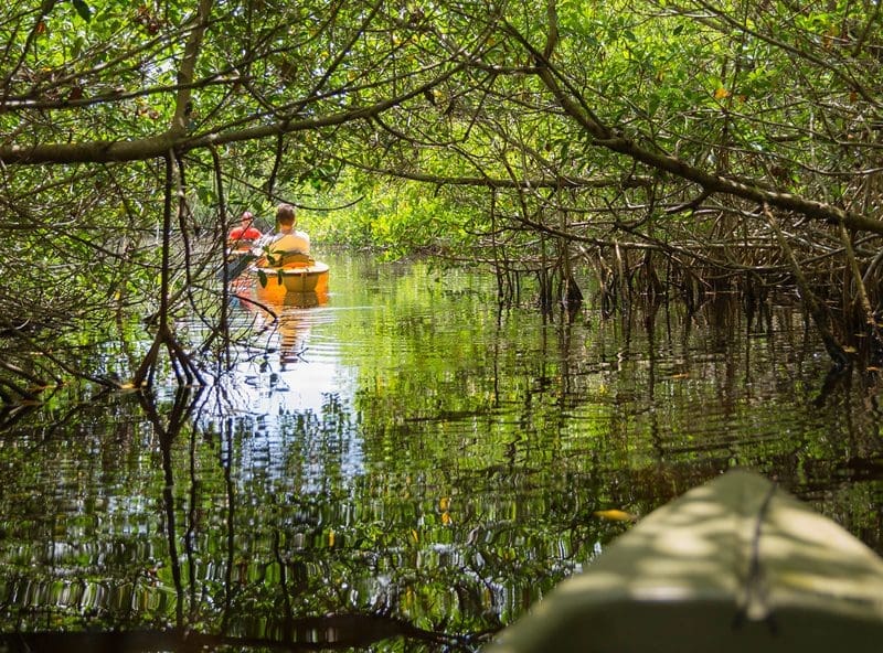 kayak Everglades
