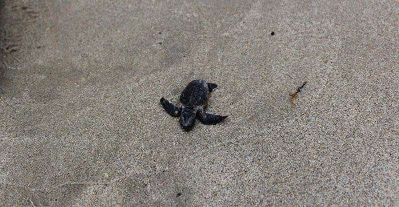 baby schildpad