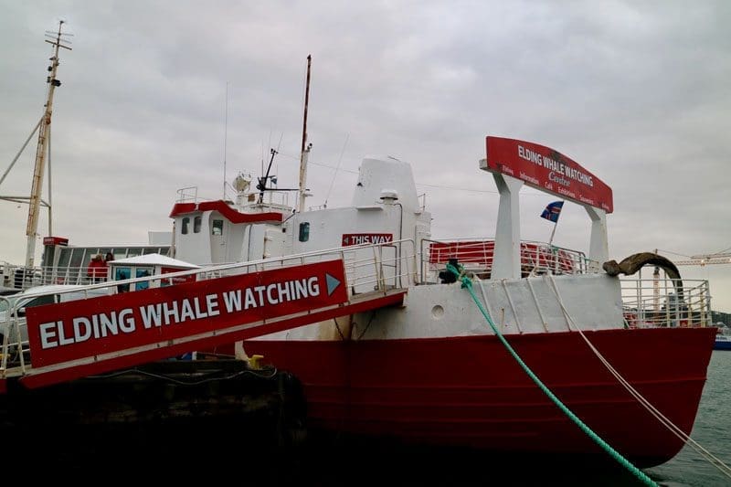 elding whale watching