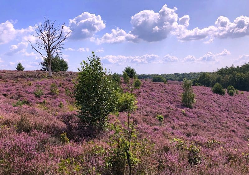 paarse heide