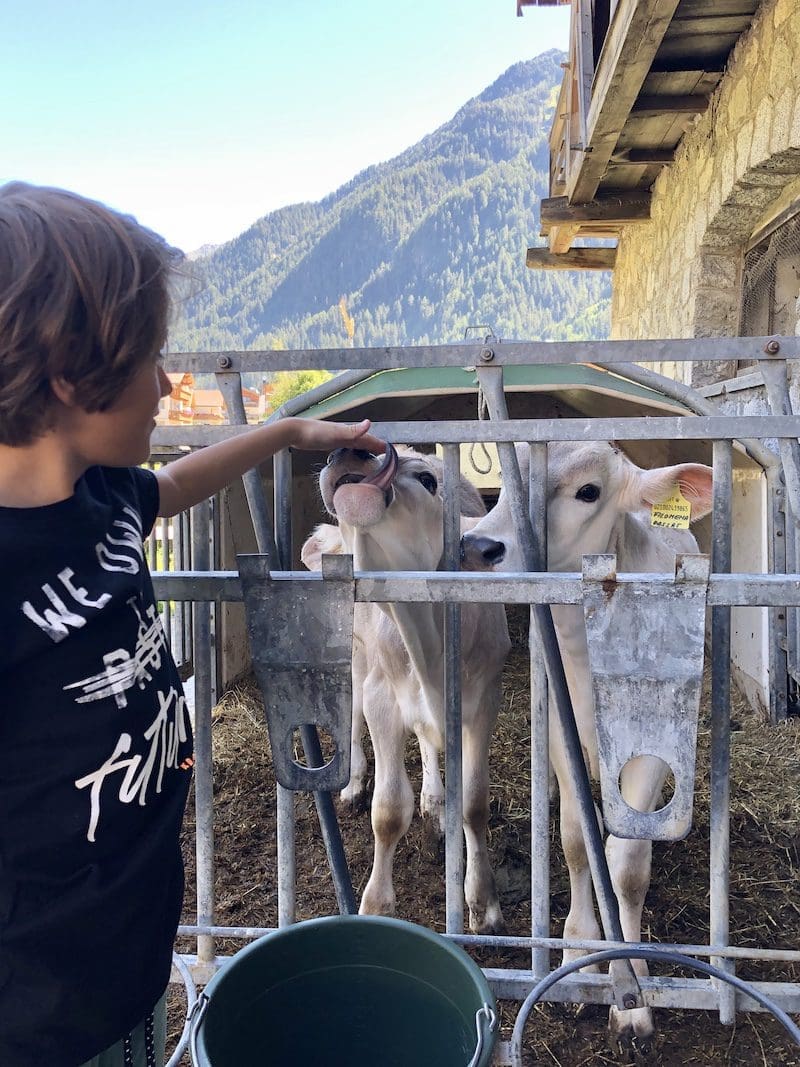 koeien roter hahn zuid tirol